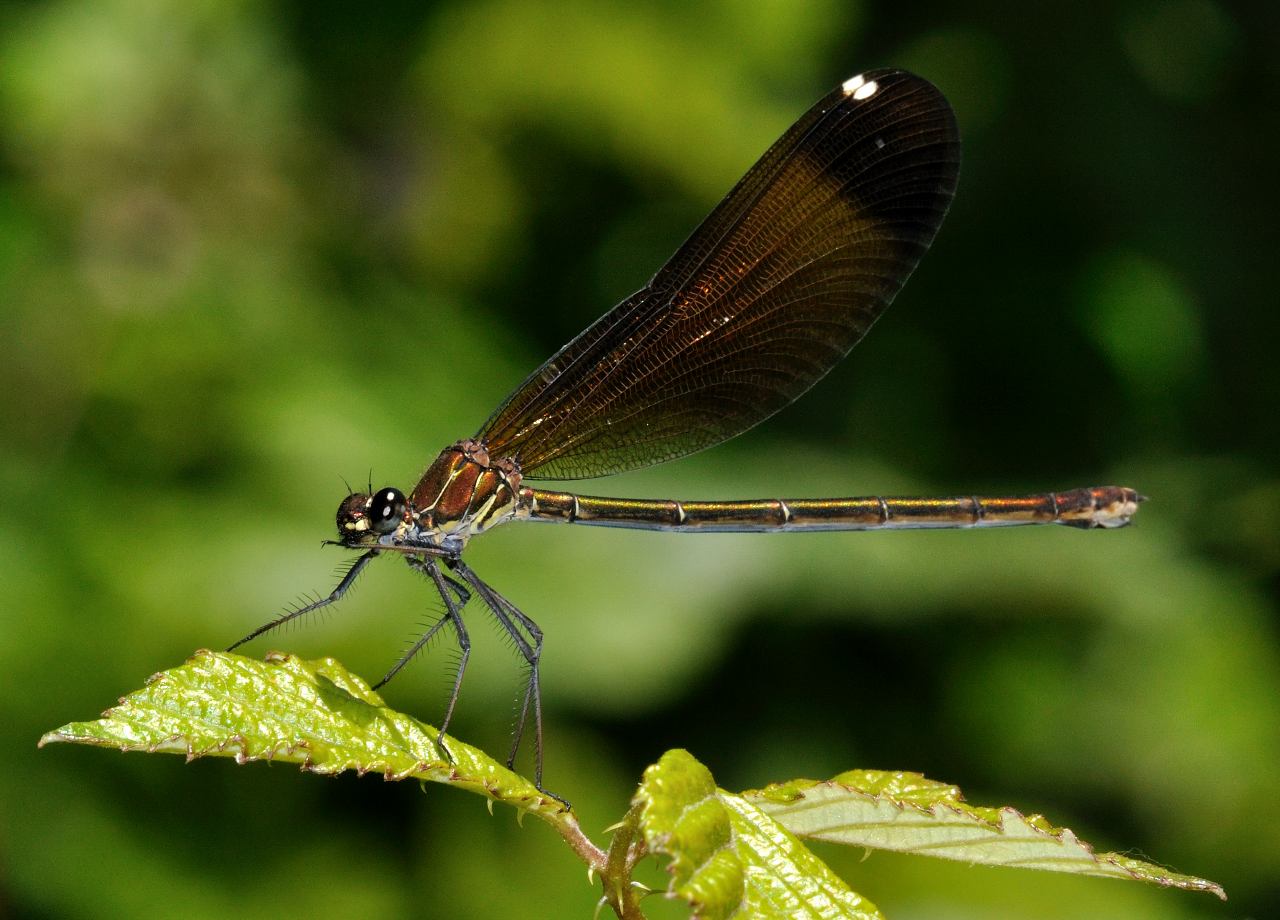 Conferma per Calopteryx  sp. - C. haemorroidalis (femmina)